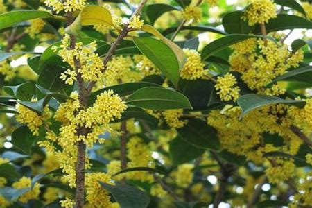 桂花樹 風水|【風水桂花樹】答案在這裏 